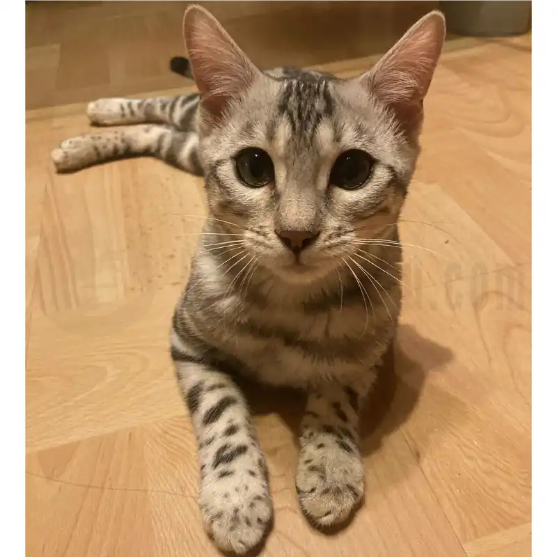 Bild deiner Katze - Tasse