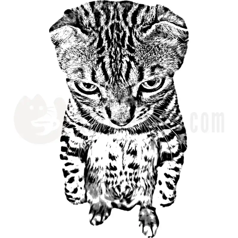 Bengal Black and White - Tasse
