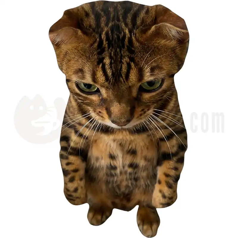 Bengal Sweetness - Tasse