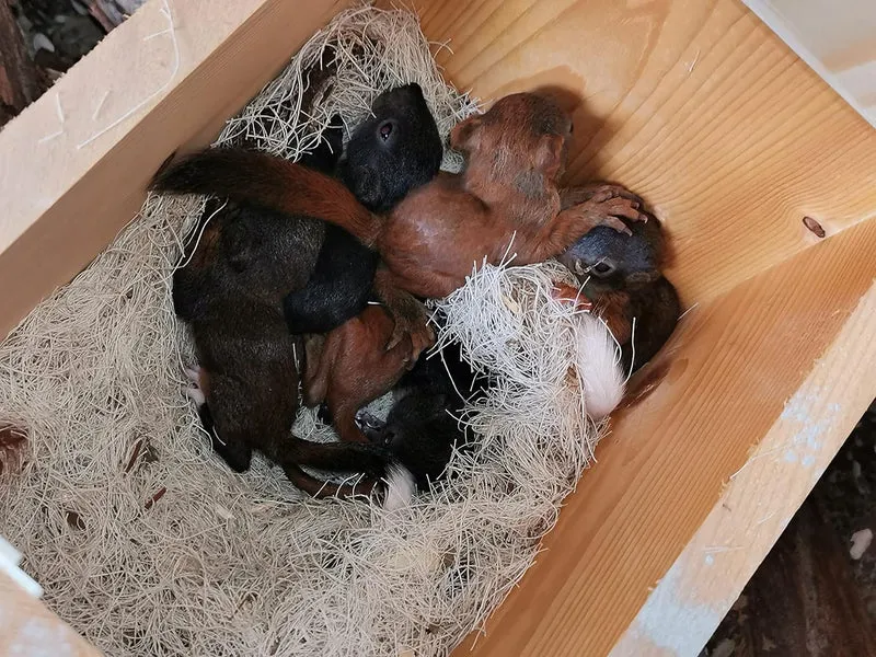 Qualität aus Niederbayern ARBRIKADREX Eichhörnchenfutterhaus- Eichhörnchen-Haus Kobel Witterungsbest
