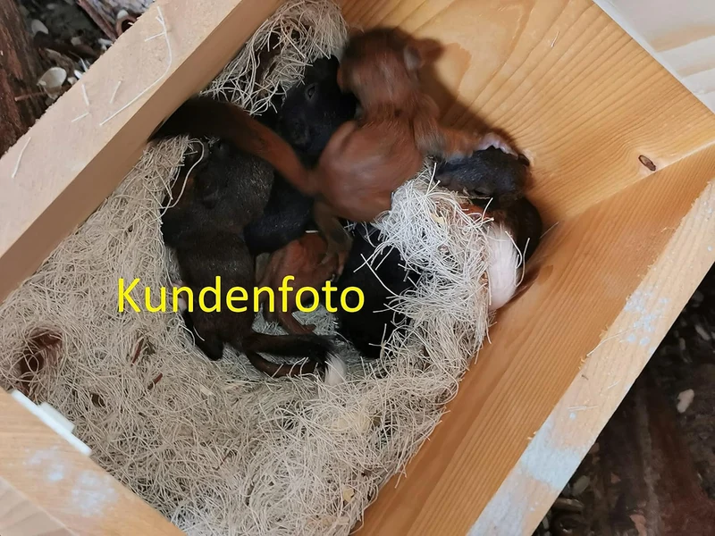 Eichhörnchenfutterhaus Nistkasten Eichhörnchenkobel, von Hand gefertigt im Bayerischen Wald XXXL