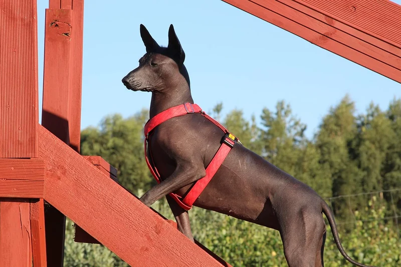 Dingo Hundegeschirre Guard Terra FIRE Grosse M (2,0 cm; B: 38-70 cm) Rot 94419 M Rot, M Rot
