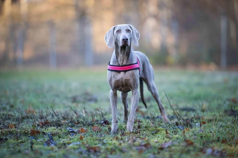Hundegeschirr Soft & Safe reflektierend, Gr.-1: 28-35cm cayenne/schwarz 28 - 35 cm cayenne/schwarz,