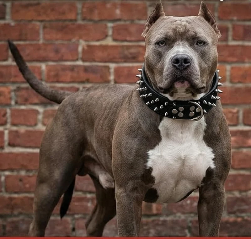haoyueer Hundehalsband, Leder, mit Stacheln, Nieten, 5,1 cm breit, stilvolles Leder-Hundehalsband fü