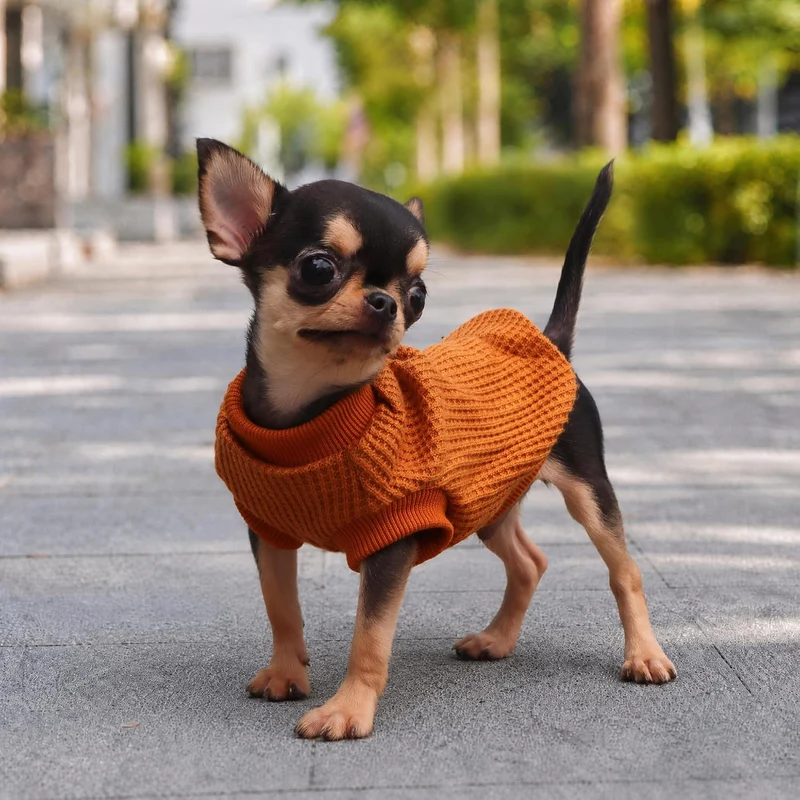 LOPHIPETS Hundepullover für kleine Hunde Welpen Chihuahua Yorkie Kleidung Kaltes Wetter Mantel Gelb