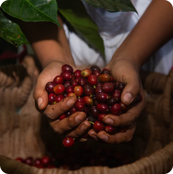 Colombia Excelso
